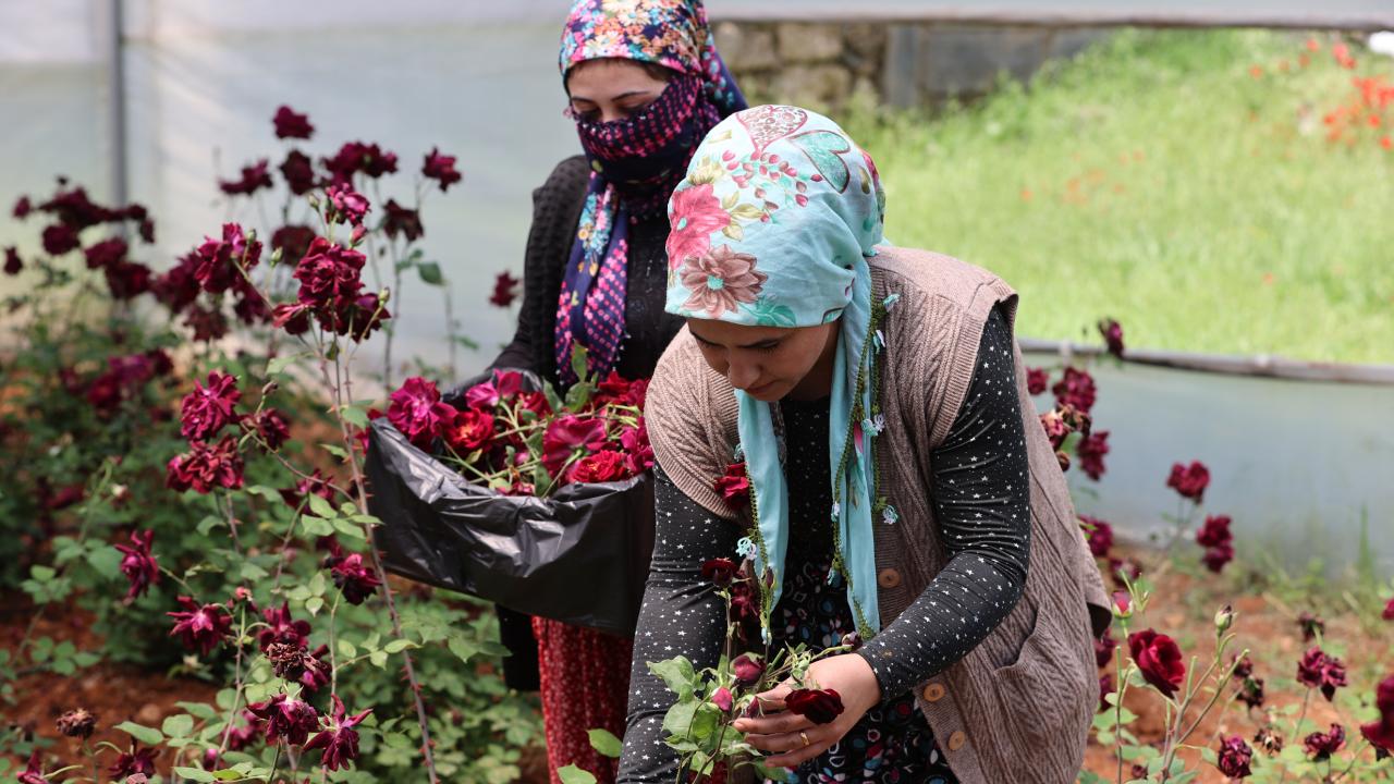 Karagülde hasat zamanı