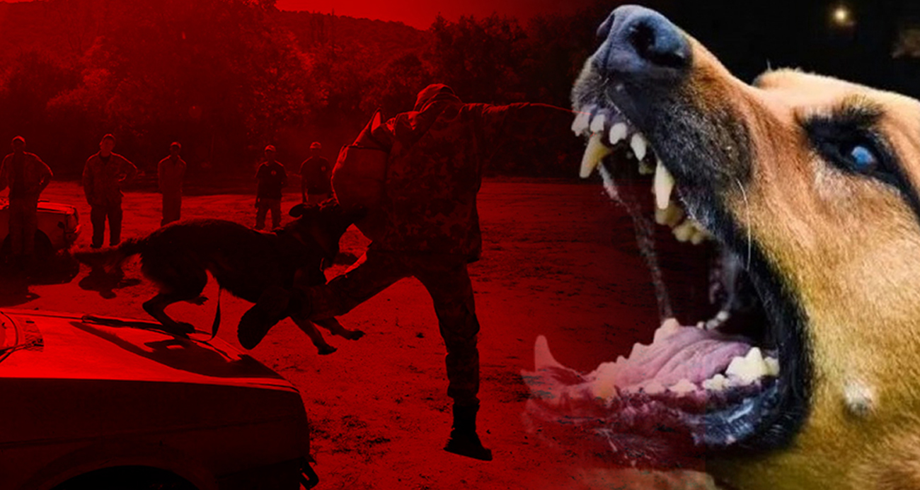 Romanya'da son üç yılda 64 bin köpek itlaf edildi