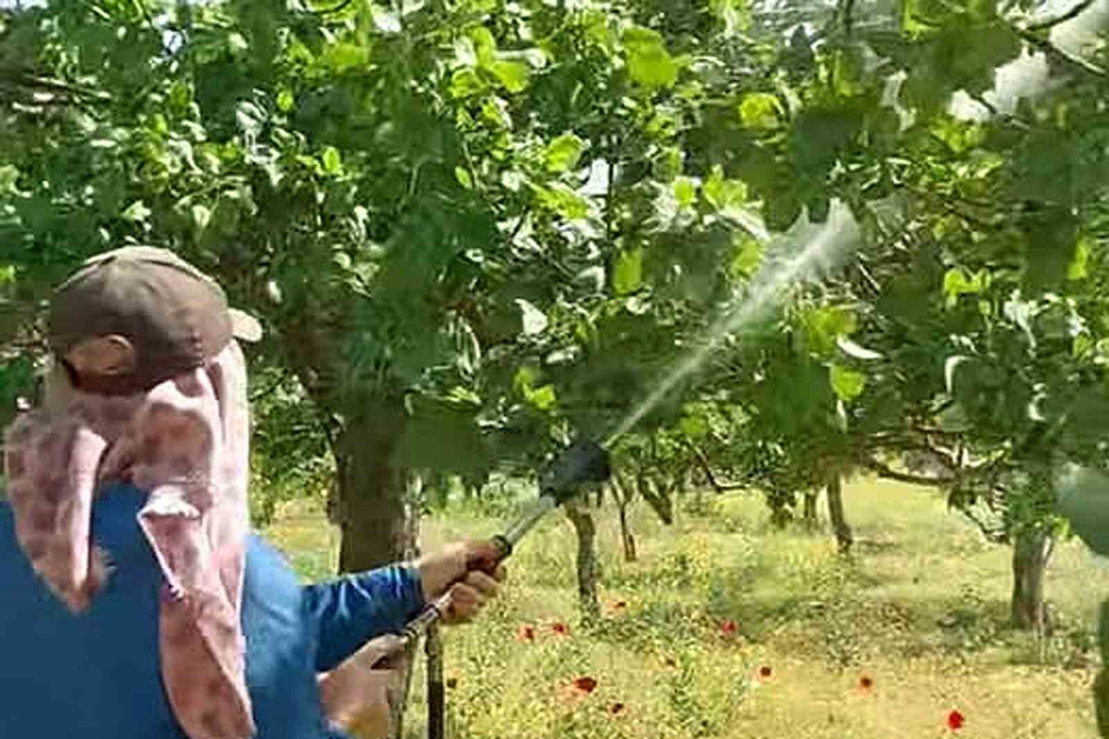 Araban’da Antepfıstığı üreticileri hastalıklar ve zararlılarla mücadele başlattı