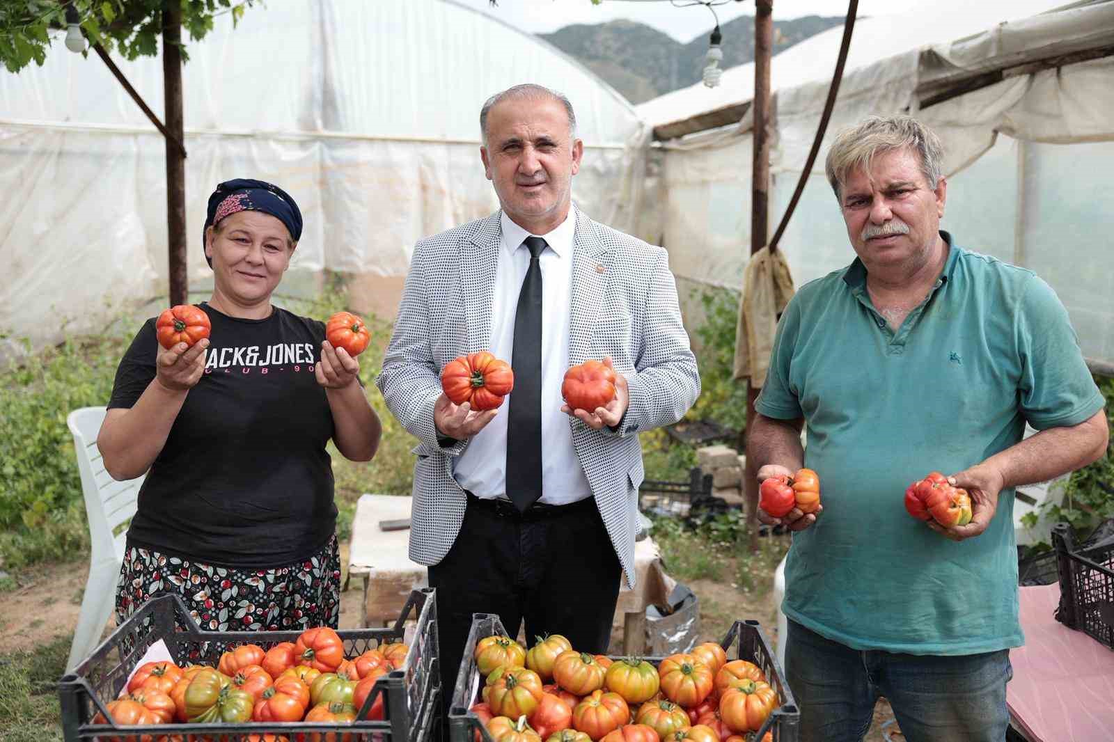 Başkan Kaya, çiftçiler gününde domates hasadına katıldı