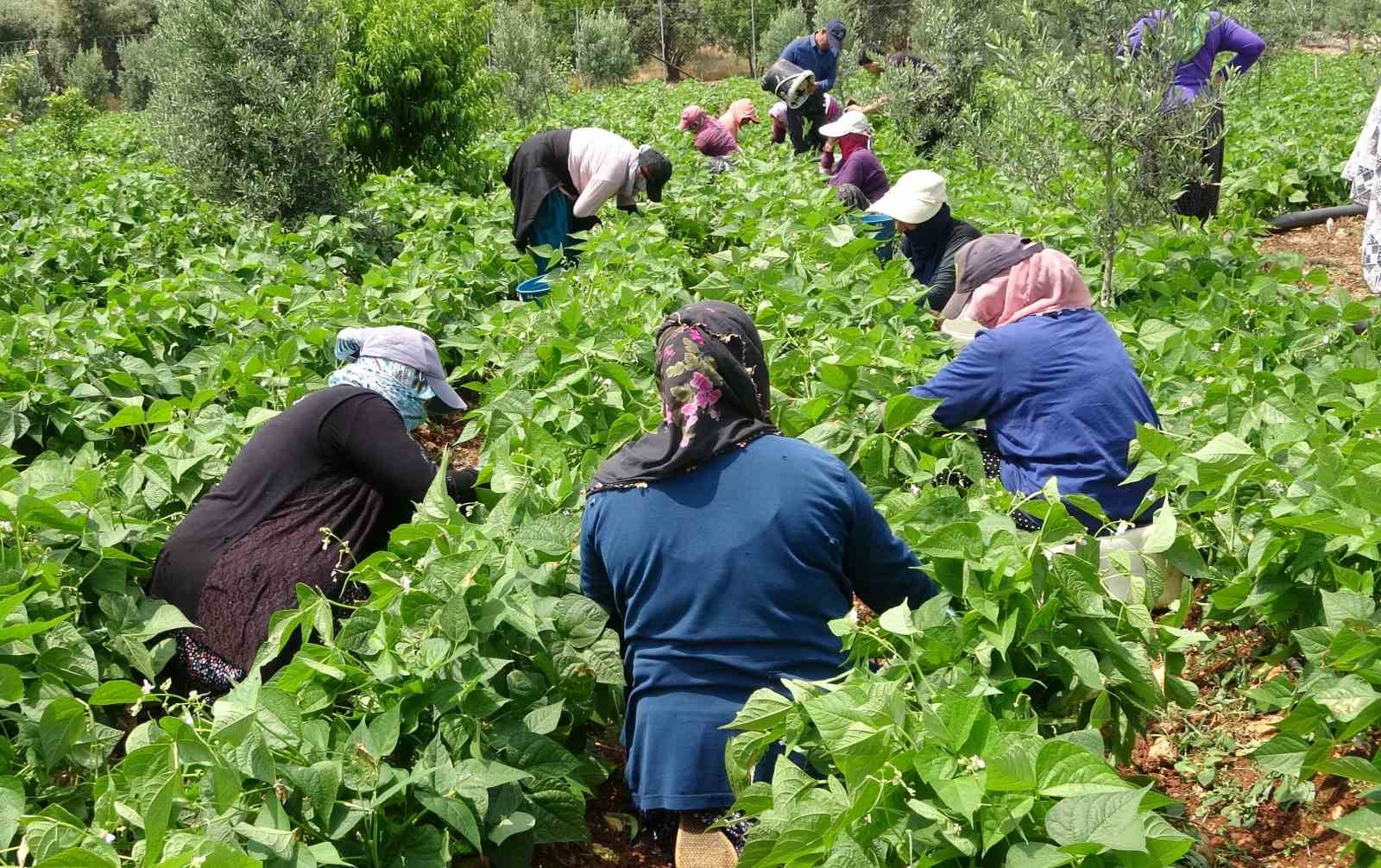Turfanda ’sarıkız’ hasadı başladı: Kilosu 100 TL’den alıcı buldu
