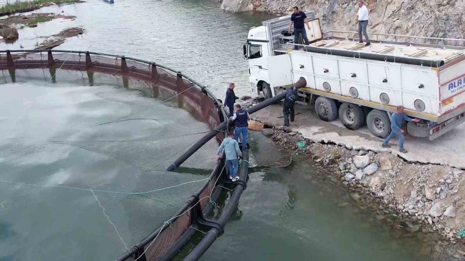 İhraç edilecek ‘Türk somonları’ için yavru balıklar suya bırakıldı