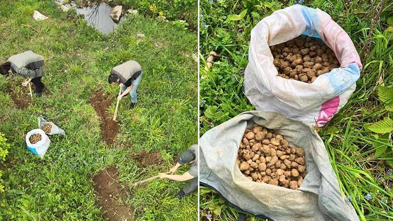 Nesli tehlike altındaki salep yumrusunu toplayan kişiye 699 bin TL cezaKocaeli’de, 40 kilogram nesli tehlike altında bulunan salep yumrusu toplayan kişiye 699 bin 245 TL idari para cezası uygulandı.