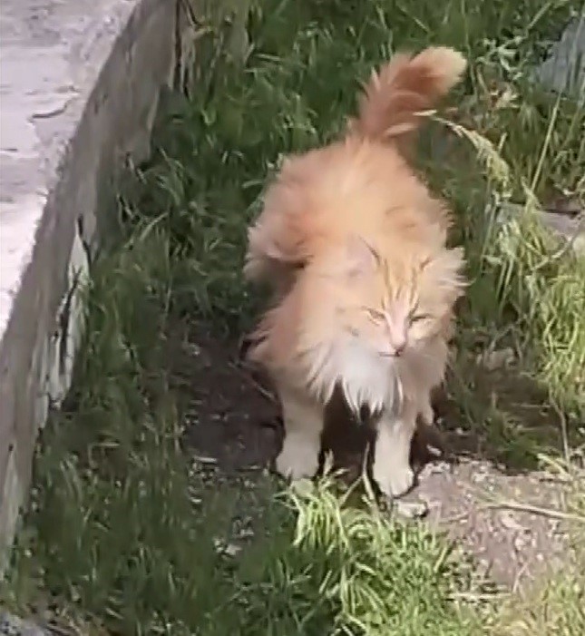Kanadı andıran tüyleriyle dikkat çeken kedi kamerada