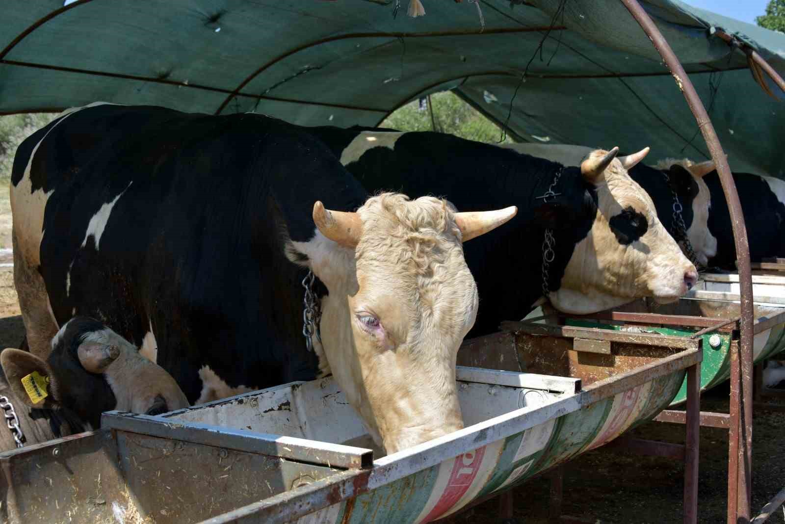 Aliağa’da kurbanlık hayvan kesim fiyatları belli oldu