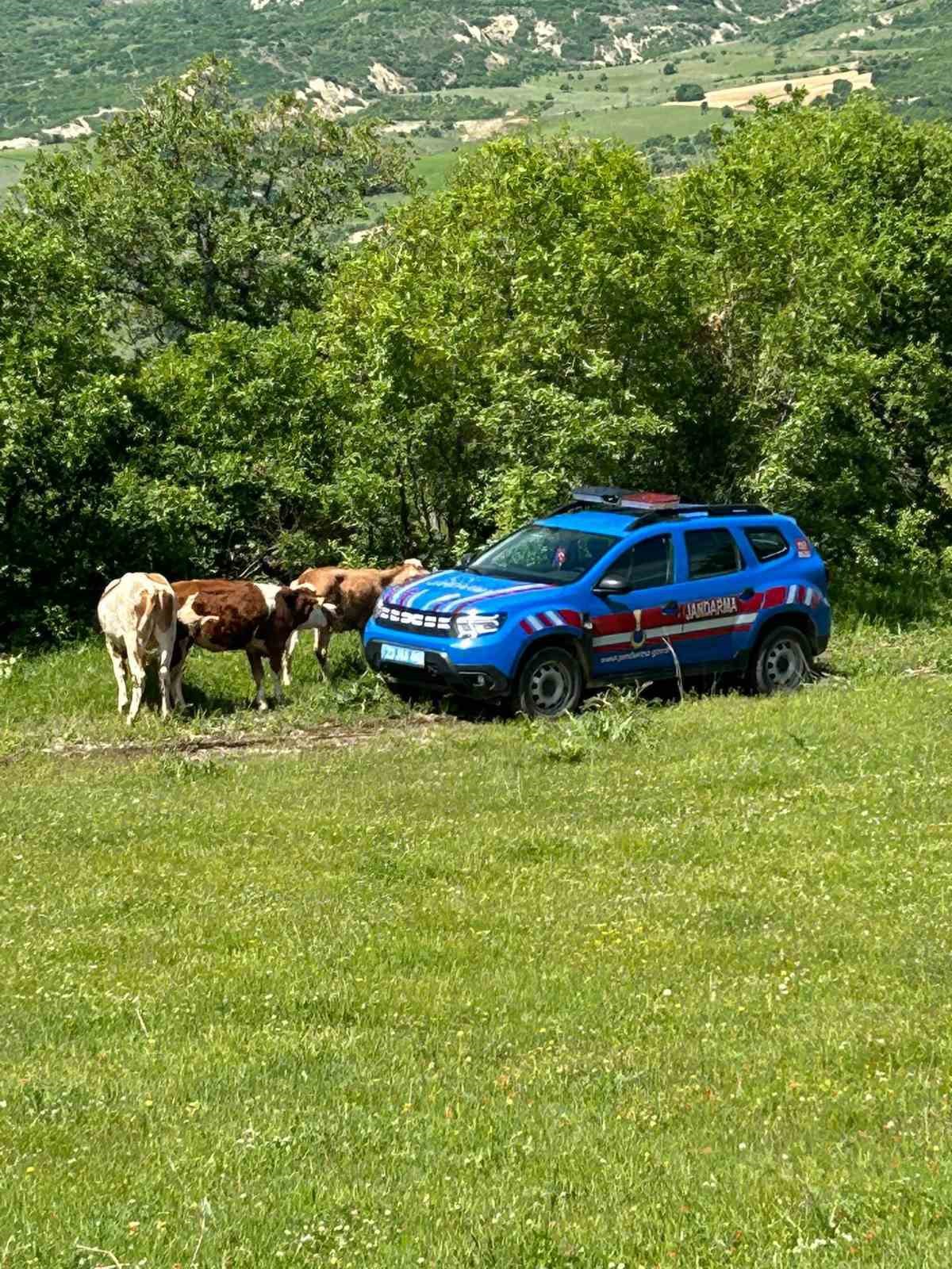Elazığ’da kaybolan inekler dron ile bulundu