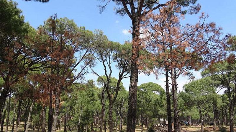 Aydın'da yangına karşı ‘ormanlara giriş kısıtlaması' kararı getirildi