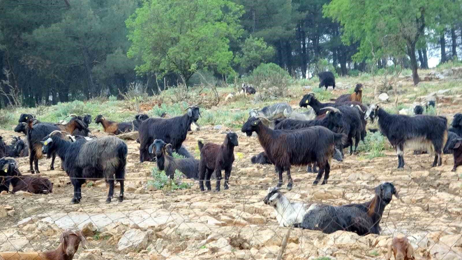 Muğla’da Kurbanlık satışında hareketlilik başladı
