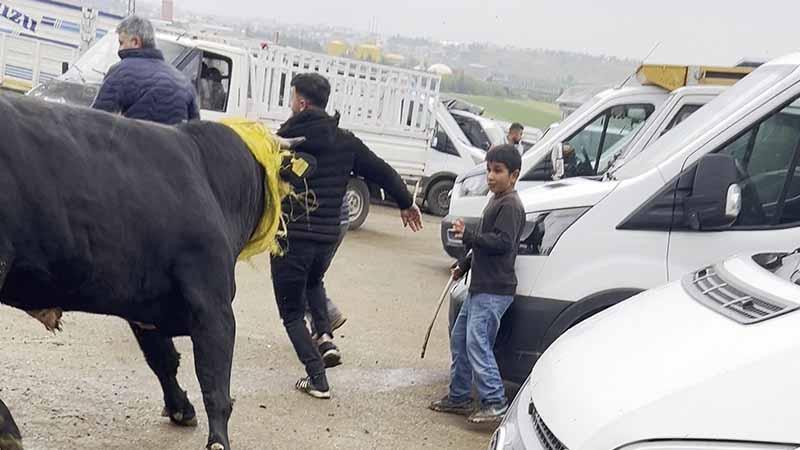 Canlı hayvan borsasında kaçan boğa paniğe neden oldu; o anlar kamerada
