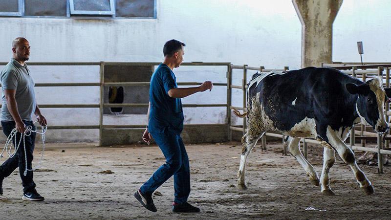 Hayvan yakalama timi, kaçan kurbanlıklar için göreve hazırKurban Bayramı öncesi hazırlıklarını tamamlayan Antalya Büyükşehir Belediyesi'nin eğitimli 'hayvan yakalama timi', kaçan kurbanlıkların güvenli şekilde yakalanması için görev yapacak.