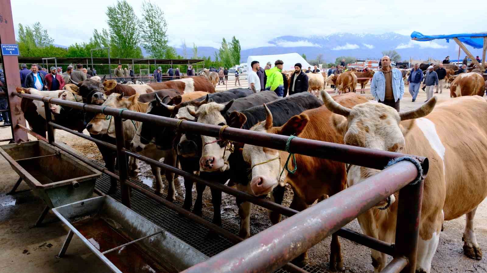 Erzincan’da hayvan pazarı hareketlendi: Sıkı pazarlıklar başladı
