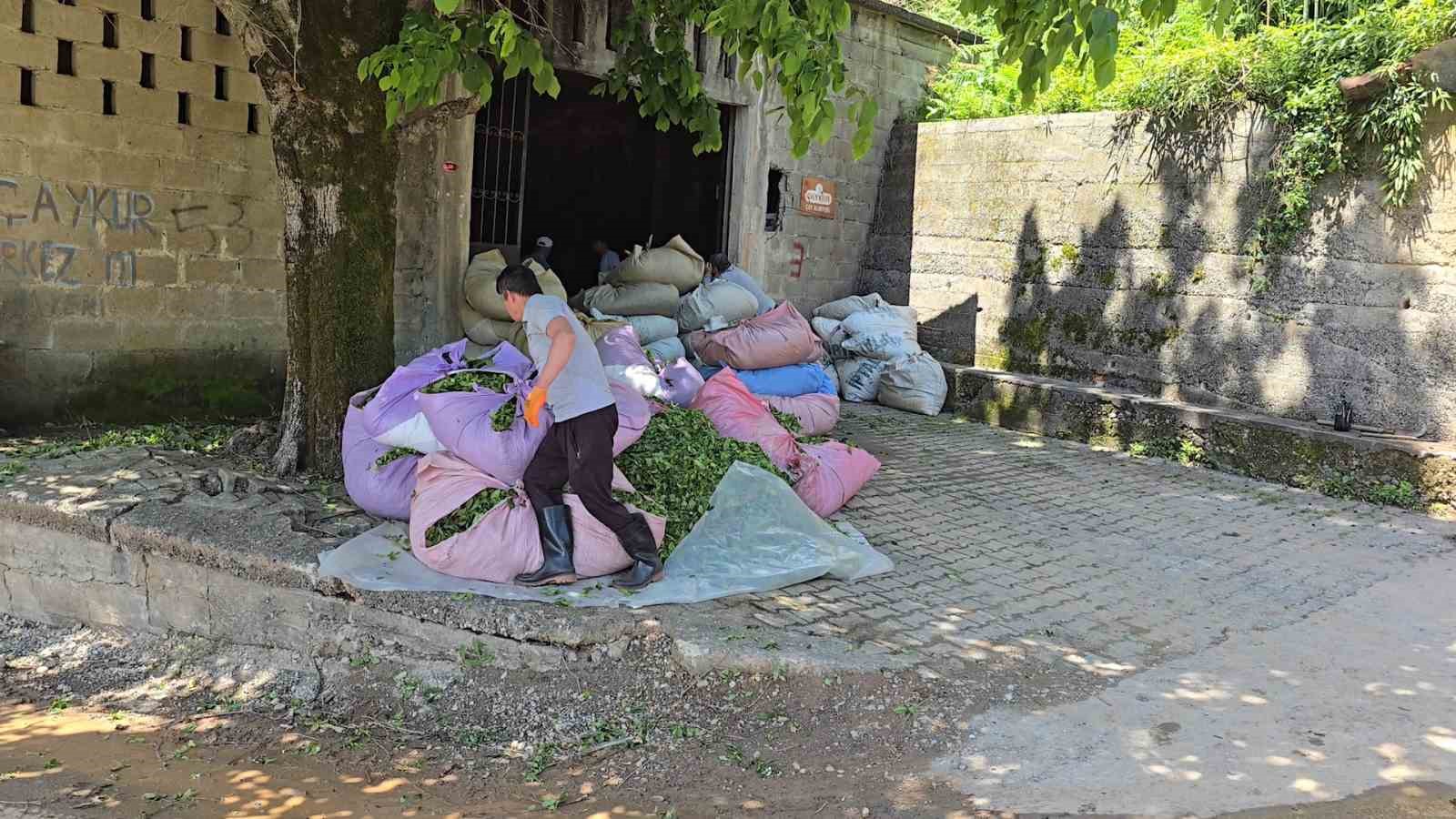 ÇAYKUR sezonun ilk gününde 900 ton çay aldı