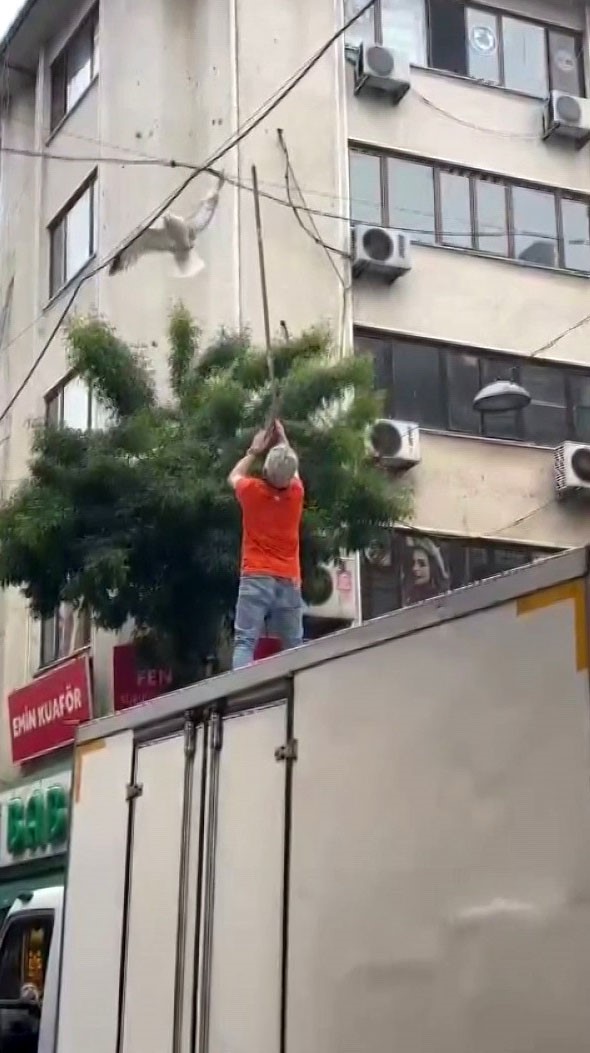 Pendik’te elektrik tellerine takılan martı kurtarıldı