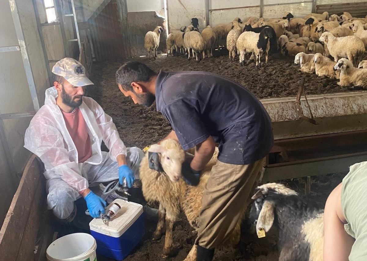 Kemah’ta küçükbaş hayvanlar için sağlık taraması yapıldı