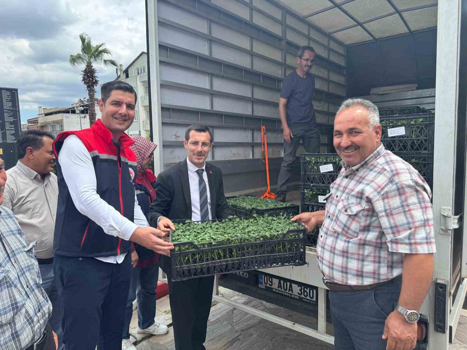 Bozdoğan’da üreticilere 14 bin domates fidesi dağıtıldı