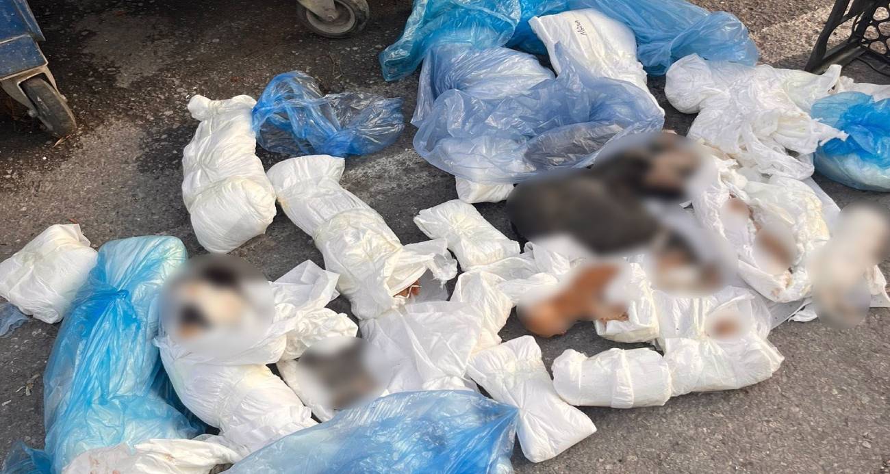 İzmir’de 33 ölü kedi olayında veteriner, tutuklama talebiyle mahkemeye sevk edildi