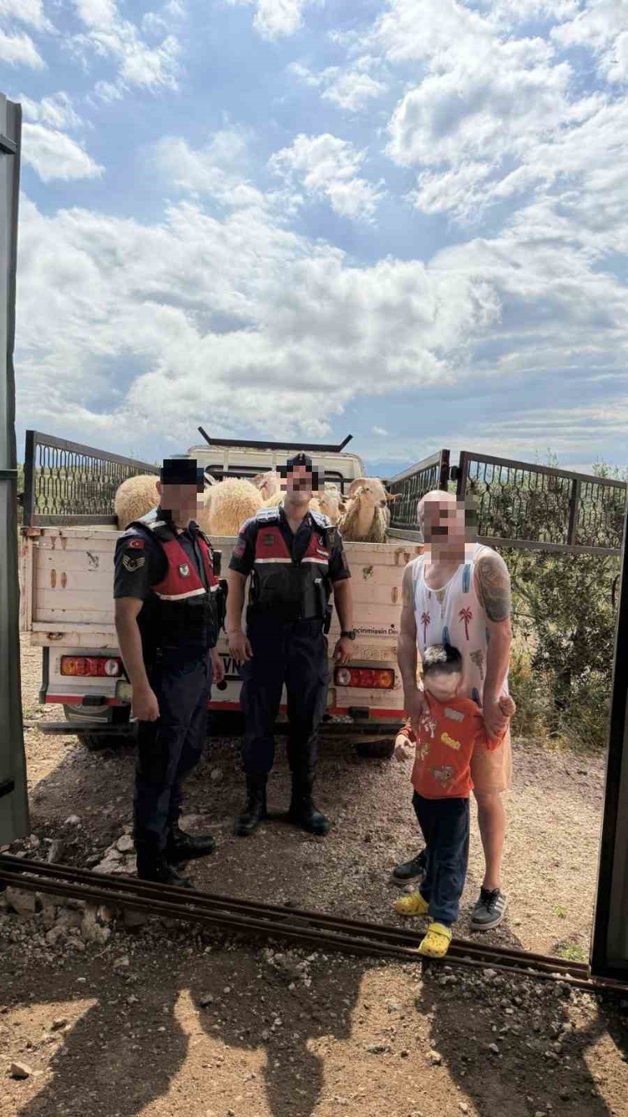 Kurban Bayramı öncesi çalınan koyunları jandarma buldu