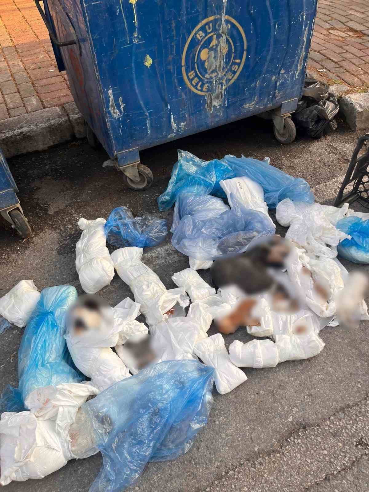 İzmir’deki kedi vahşetinde veteriner hekim serbest kaldı, başsavcılık itiraz etti