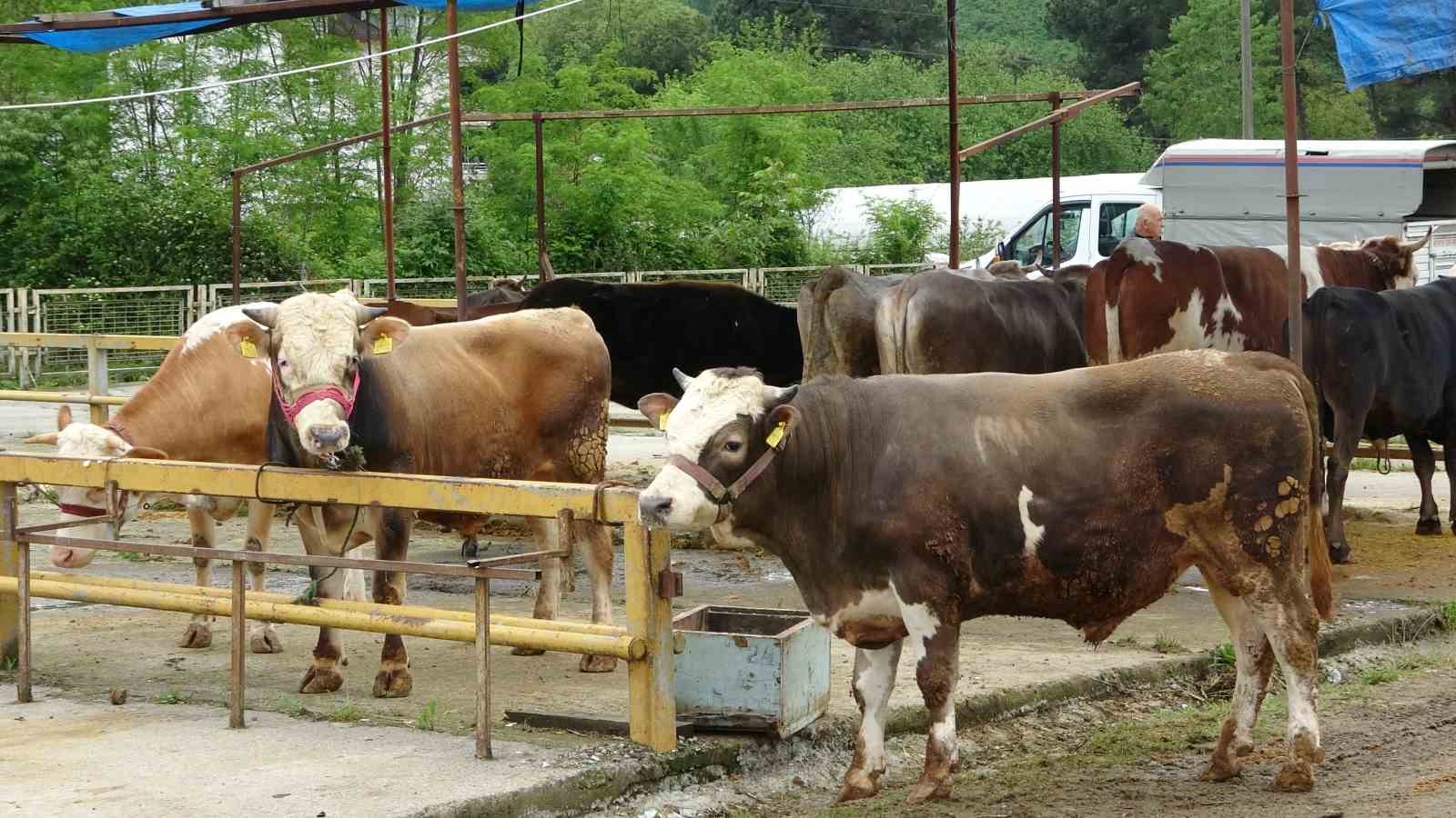 Ordu’da besiciler, gurbetçilerin yolunu gözlüyor
