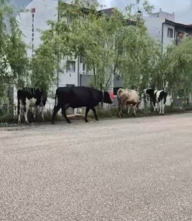 Hayvan pazarından kaçan büyükbaş havanlar gezintiye çıktı