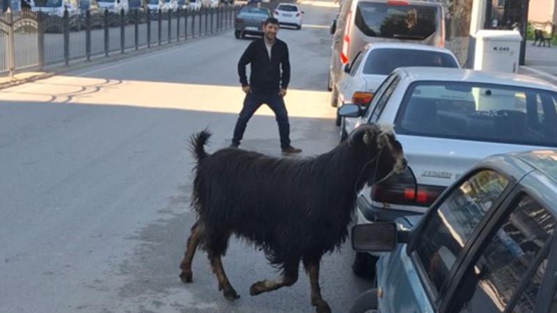 Sahibinin elinden kaçan kurbanlık keçi, uzun uğraşlar sonucu yakalandı