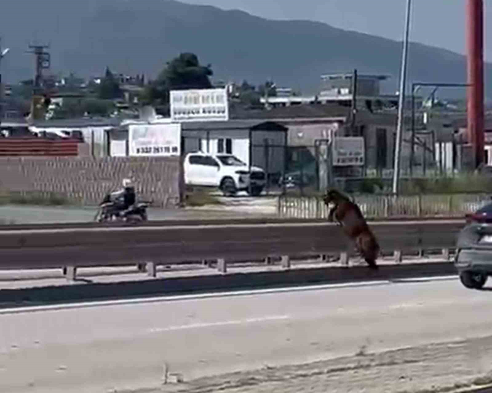 Orta refüjden atlayan kurbanlık keçi sahibini geride bıraktı