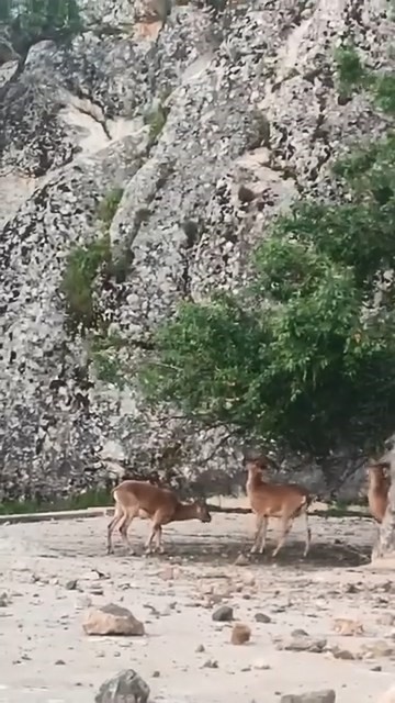 Elazığ’ın tarihi mahallesinde dağ keçileri görüntülendi