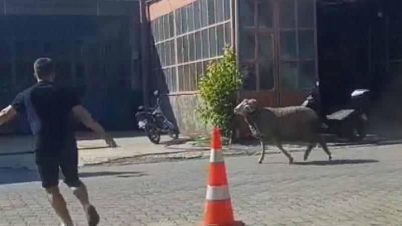 Sahibinin elinden kaçan kurbanlık koç, zor anlar yaşattıÇanakkale'nin Gelibolu ilçesinde sahibinden kaçan kurbanlık koç, yakalamaya çalışanlara zor anlar yaşattı.