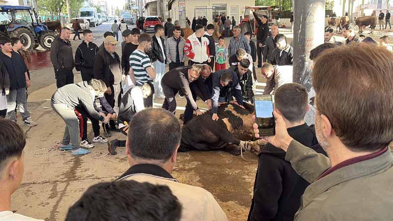 Sivas'ta kurban kesim noktalarında hareketlilikSivas'ta Kurban Bayramı nedeniyle sabah namazının ardından belirlenen kurban kesim noktalarında hareketlilik yaşandı.