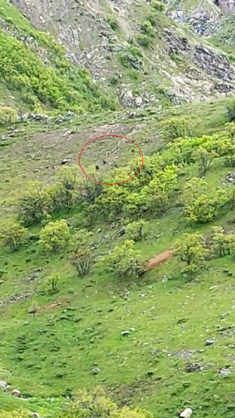 Tunceli’de ayı sürüsü görüntülendi