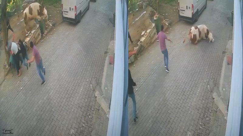 Kesilmek üzereyken kaçan boğa güçlükle yakalandı; o anlar kamerada