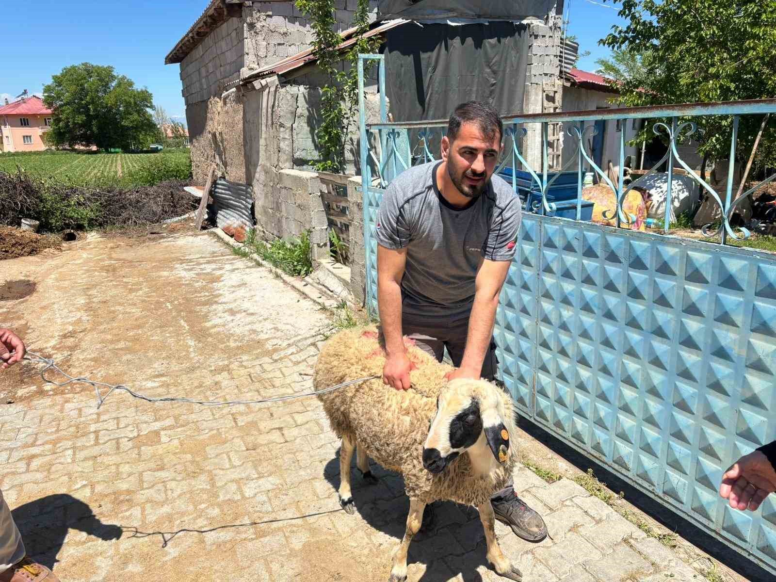 Erzincan’da kaçan kurbanlık koyun 1 saat sonra yakalandı