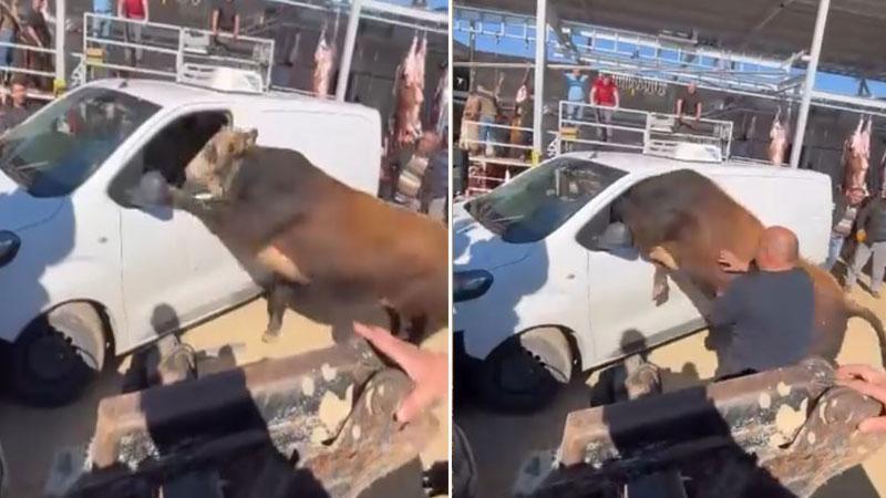Kesimden kaçan boğa minibüsün camından içeri girmeye çalıştı