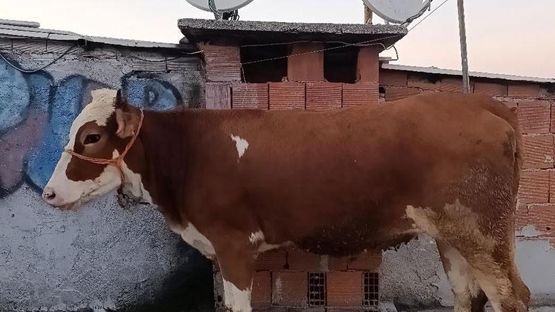 Kurbanlık boğa 6 katlı binanın terasında kesildiBursa’da kurbanlık boğa, 6 katlı binanın terasına çıkarılarak kesildi. Boğanın merdivenlerden sakin bir şekilde çıktığı anlar cep telefonu kamerasıyla görüntülendi.