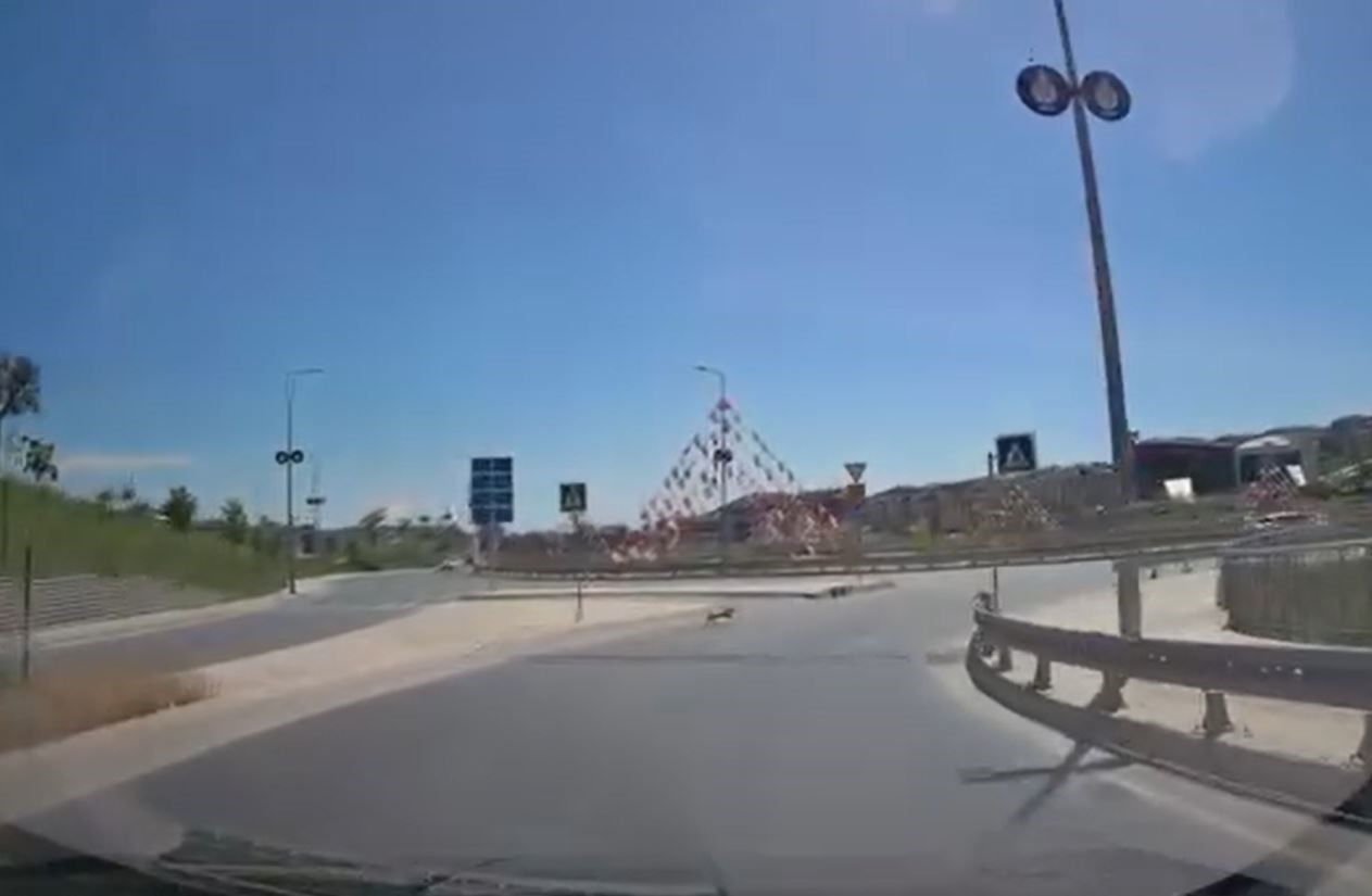 Bu sefer kaçak kurbanlık değil köpek!