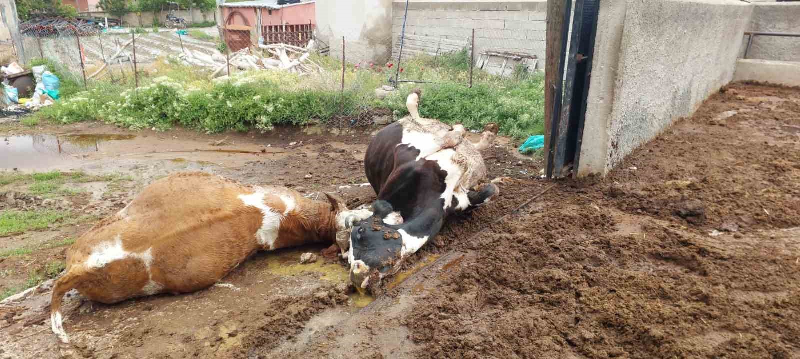 Niğde’de yıldırım düşmesi sonucu iki inek telef oldu