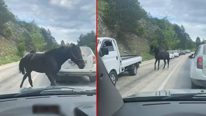 Bursa’da başıboş atlar, trafiği tehlikeye soktu