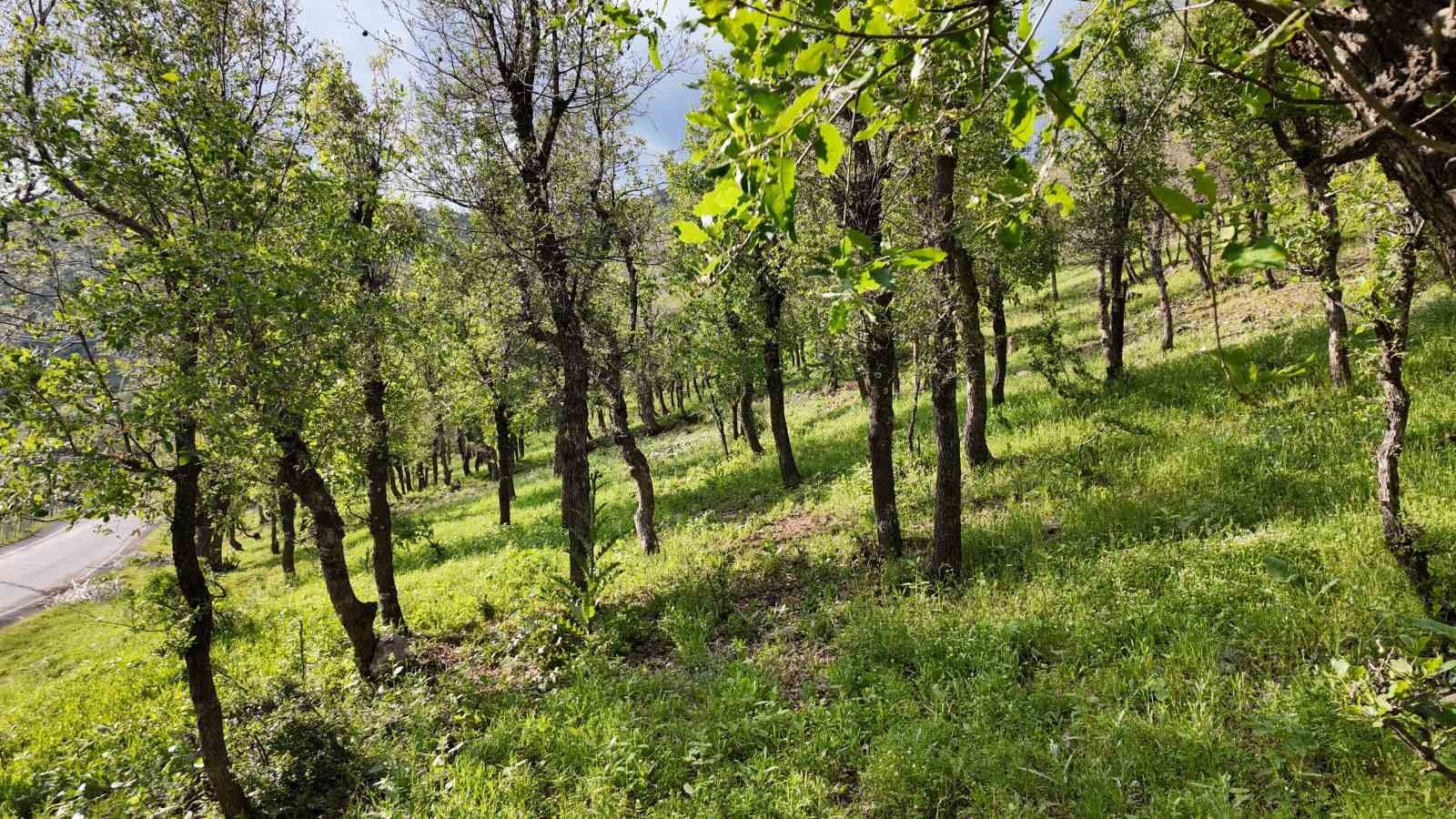 Şırnak’ta ormanlık alanda tırtıl istilası