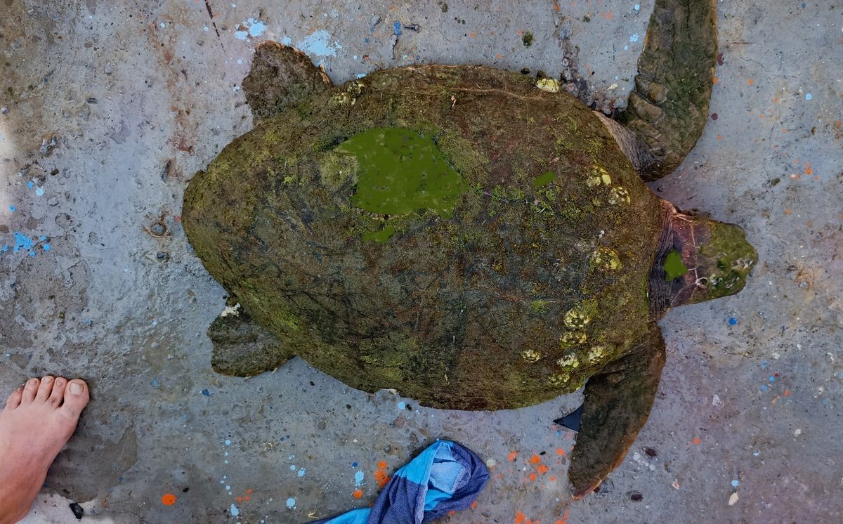 Yaralı Caretta caretta’ya yardım eli uzandı