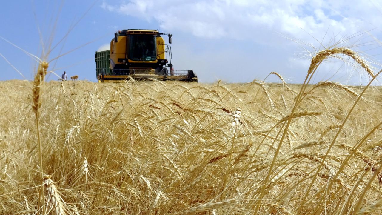 Avustralya'da fare istilası: Tarım alanlarını vurdu