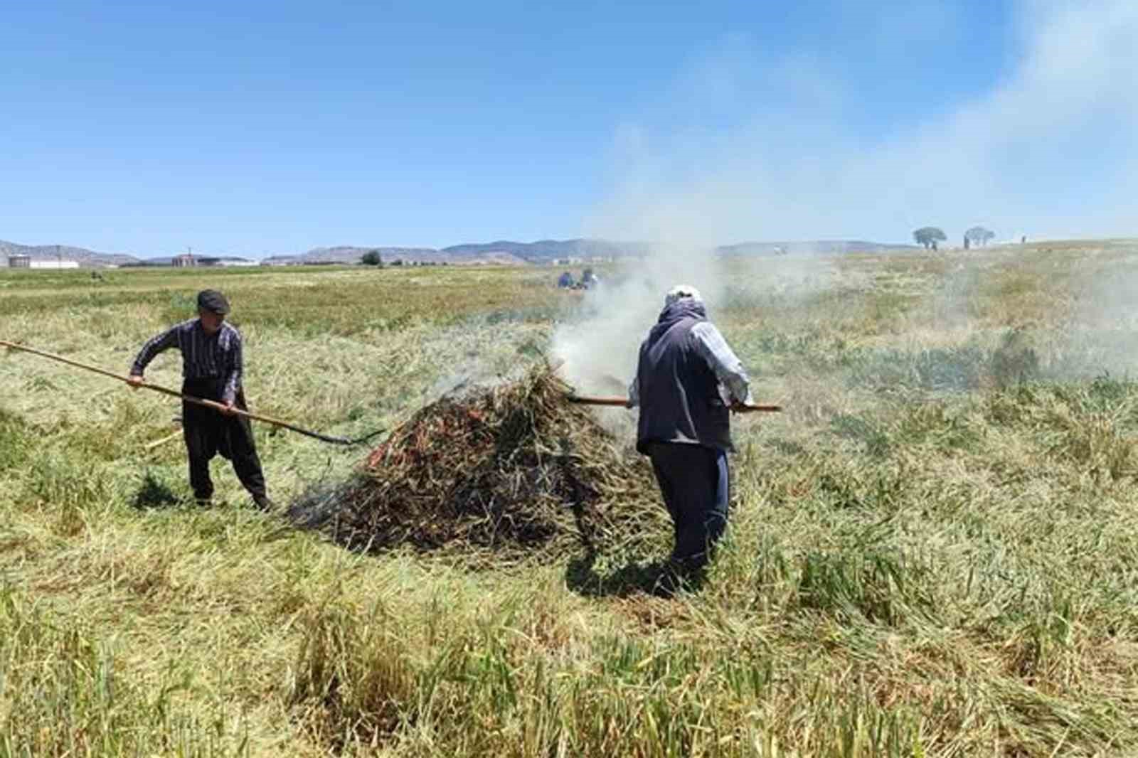 Araban Ovası’nda firik ütümü sezonu başladı