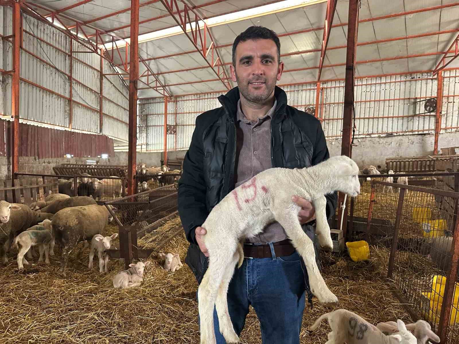 57 yıllık tecrübeden koyunculuğa başlayacaklara önemli öneriler
