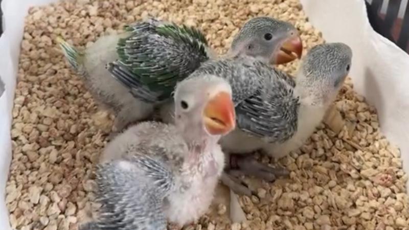 Yasa dışı satılmak istenen 3 yavru İskender papağanı korumaya alındı
