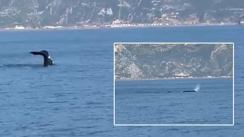 Akdeniz'de balina görüldüHatay'ın Samandağ ilçesi açıklarında balina görüntülendi. Gezi teknesiyle denize açılan kişiler tarafından cep telefonu kamerasıyla kaydedilen görüntüler ilgi topladı.