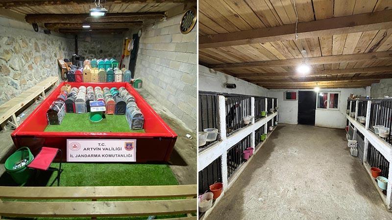 Artvin'de 'horoz dövüşü' operasyonu; 39 kişiye toplam 508 bin 248 TL cezaArtvin’in Yusufeli ilçesinde, jandarma operasyonunda, horoz dövüştürüp yasa dışı bahis oynattığı tespit edilen 39 kişiye toplam 508 bin 248 TL idari para cezası kesildi.