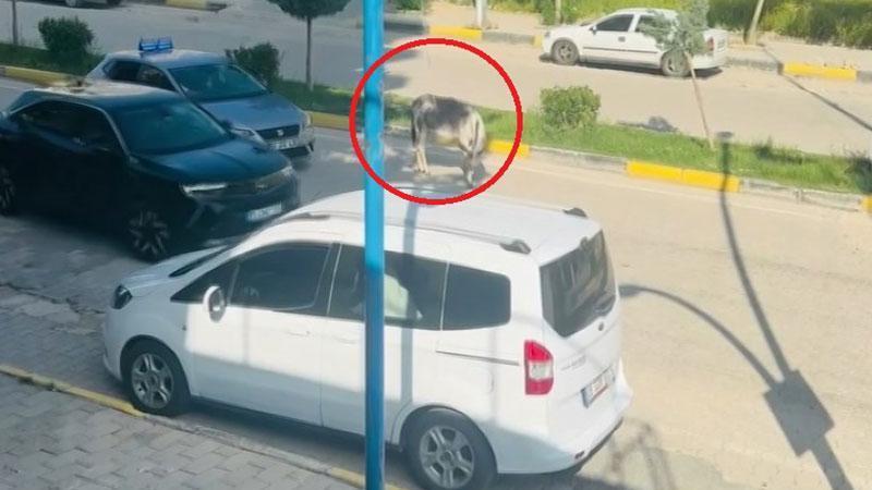 Kara yoluna çıkan başıboş eşek nedeniyle trafik aksadıDiyarbakır’ın Ergani ilçesinde kara yoluna çıkan başıboş eşek, trafikte kısa süreli aksamalara neden oldu. O anlar cep telefonu kamerasıyla kaydedildi.