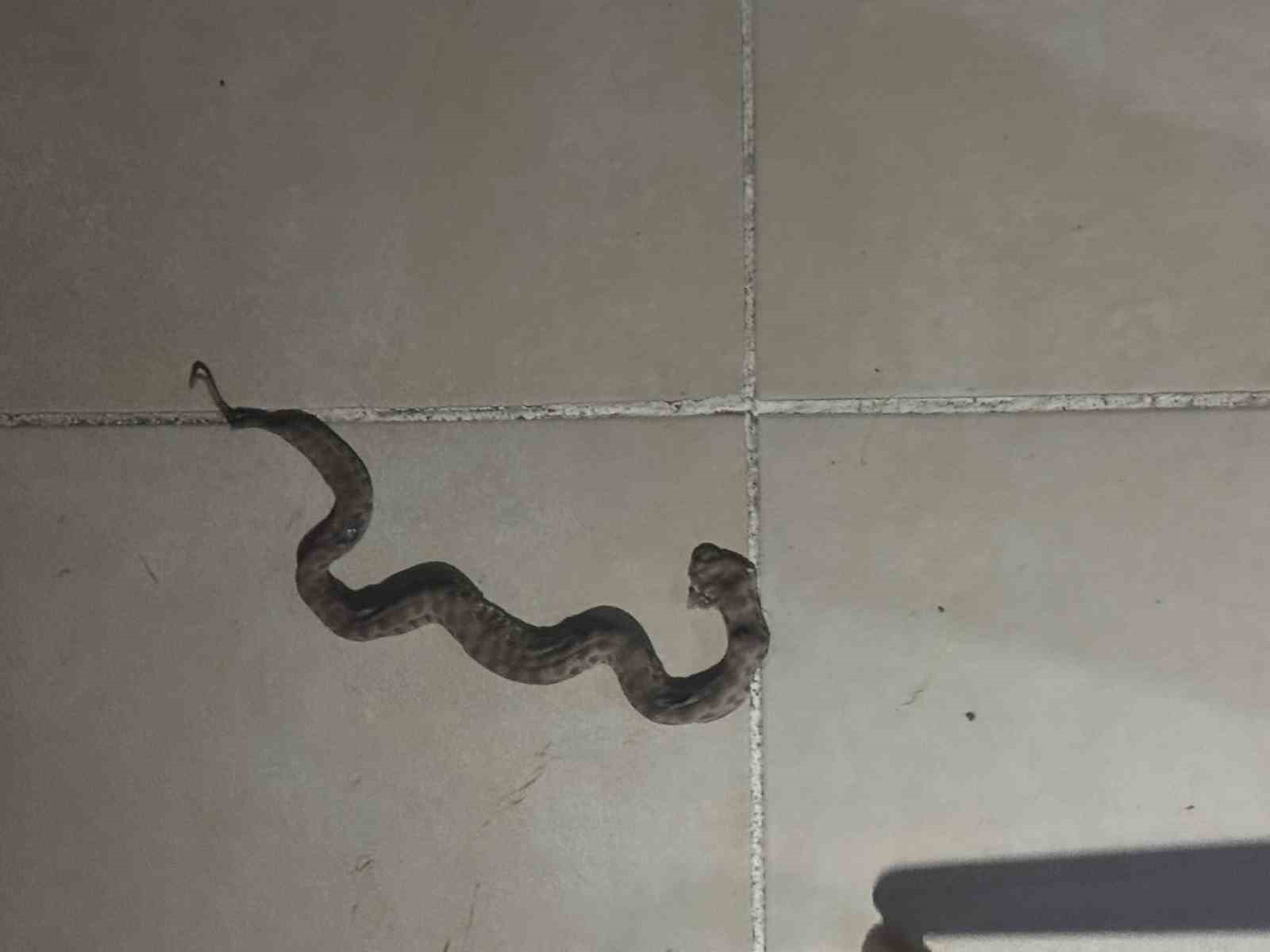 Siirt’te apartmanda görülen yılan paniğe neden oldu