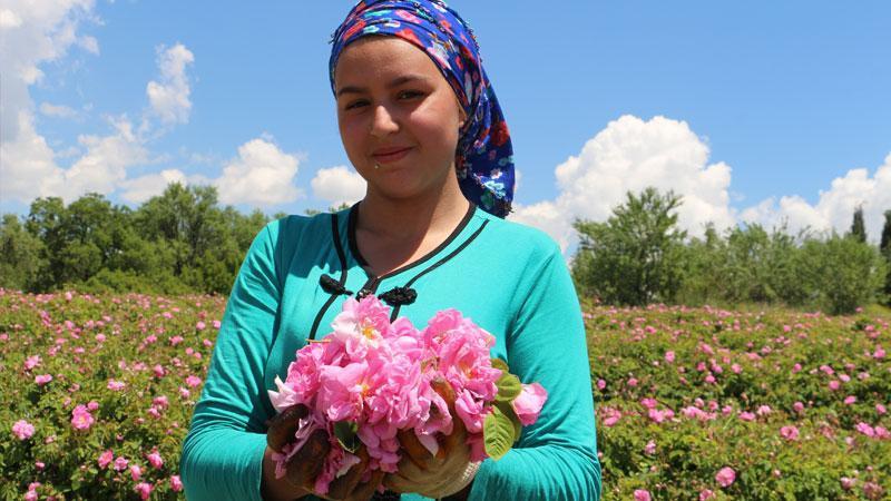 Isparta'da gül sezonu başladıIsparta'da gül hasat sezonu başladı. Bu yıl mevsim şartlarının iyi gitmesi rekolte beklentisini artırdı. Gülbirlik Genel Müdürü İbrahim Işıdan, "Tahminen 12-13 bin ton arasında bir gül çiçeği alımı bekliyoruz" dedi.