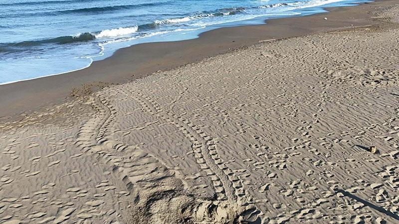 İztuzu Plajı'nda caretta caretta yuva sayısı 100'e ulaştıMuğla'nın Ortaca ilçesindeki İztuzu Plajı'nda, nesli tükenmekte olan caretta carettaların yuvalama alanı 100’e ulaştı.
