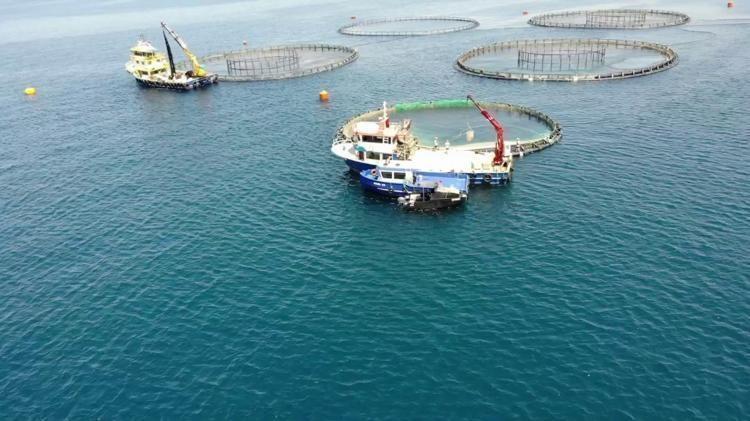 TÜİK: Su ürünleri üretimi 2025 yılında yüzde 11,1 arttı